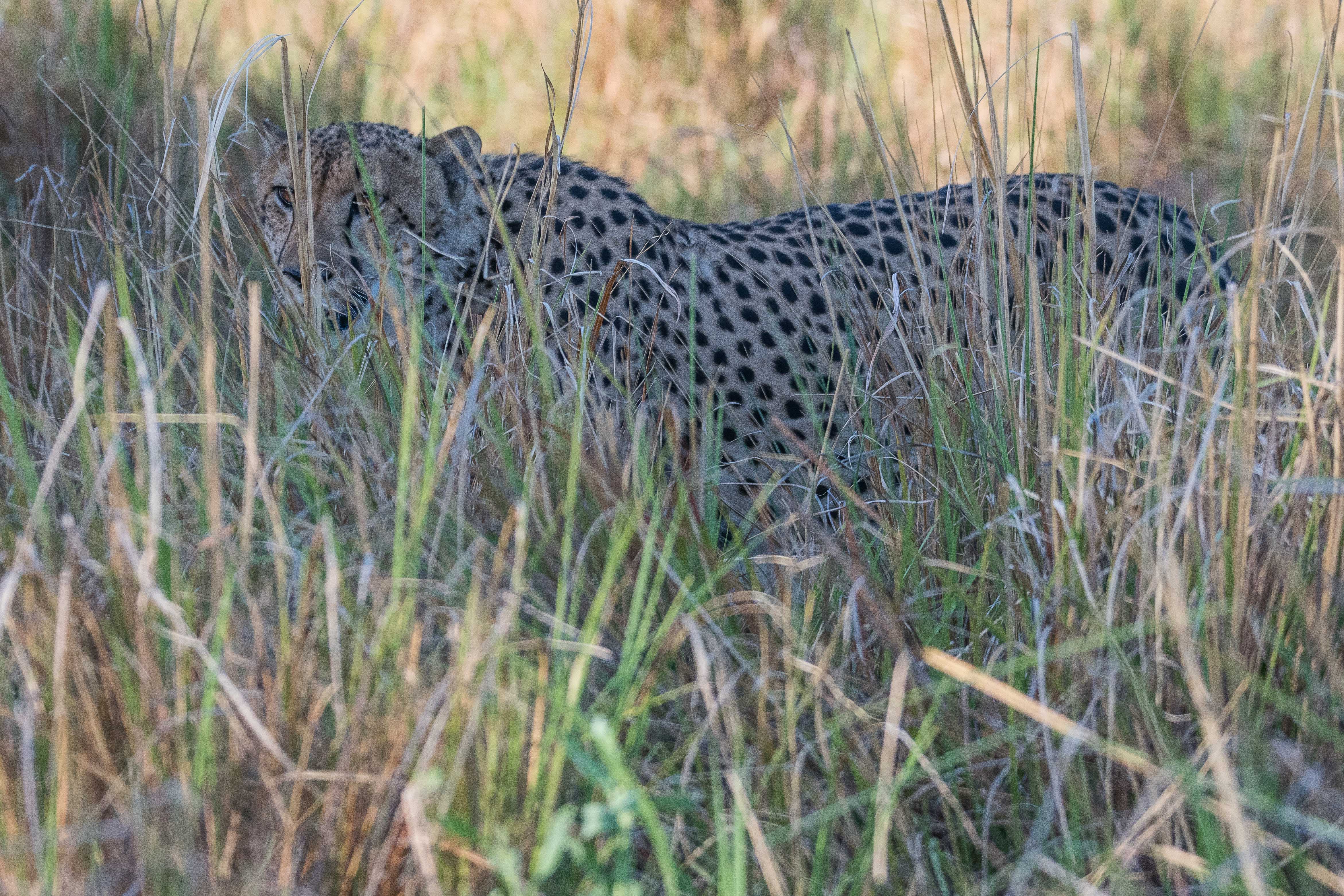 Guépard mâle,(Cheetah, Acinonyx jubatus) explorant la berge d'un chenal en se cachant dans sa végétation, Réserve de Kwando,  Delta de l'Okavango, Botswana.